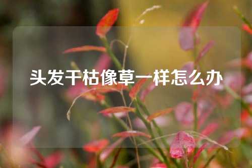 头发干枯像草一样怎么办